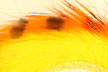   Hareline Tiger Barred Rabbit Strips Orange/Black/Fl. Yellow Chartreuse