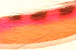   Hareline Tiger Barred Rabbit Strips Hot Pink/Brown/Shrimp Pink