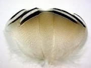    Hareline Barred Wood Duck Feathers 